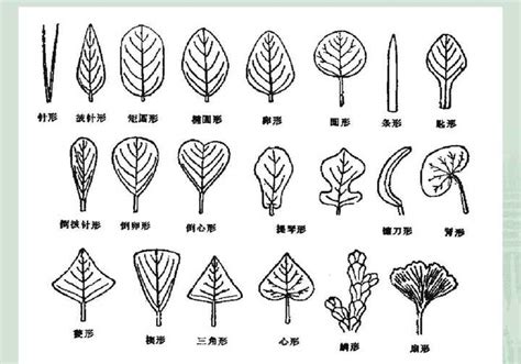 葉子尖尖的植物|認識植物的各種葉子型態：揭開植物形態學的奧。